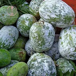 بذر کدو واکسی (خربزه زمستانی)