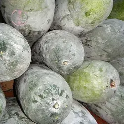 بذر کدو واکسی (خربزه زمستانی)