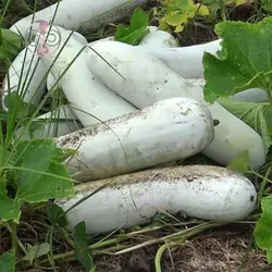 بذر کدو واکسی (خربزه زمستانی)