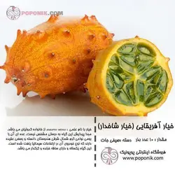 مجموعه بذر خیار