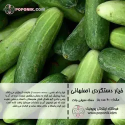 مجموعه بذر خیار