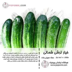 مجموعه بذر خیار