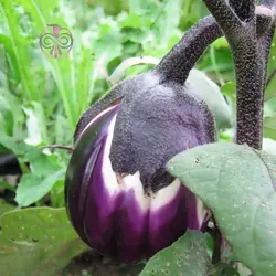 بذر بادمجان گرد مشکی ژاپنی
