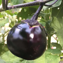 بذر بادمجان گرد مشکی ژاپنی