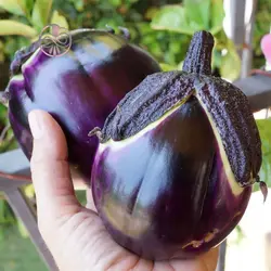 بذر بادمجان گرد مشکی ژاپنی