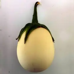 بذر بادمجان سفید سولانیوم