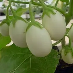 بذر بادمجان سفید سولانیوم