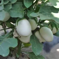 بذر بادمجان سفید سولانیوم