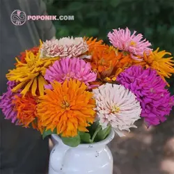 بذر گل آهار کاکتوس