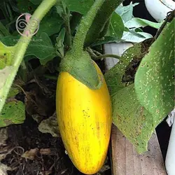 بذر بادمجان دلمه ای زرد