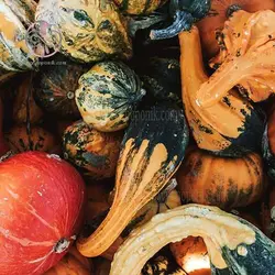 بذر کدو تنبل زینتی میکس