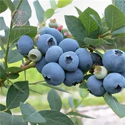 نهال بلوبری اونیل