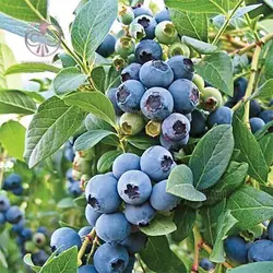 نهال بلوبری اونیل