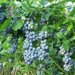 نهال بلوبری اونیل
