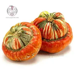 بذر کدو تنبل توربن ها