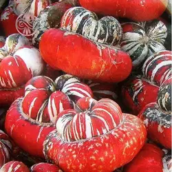 بذر کدو تنبل توربن ها