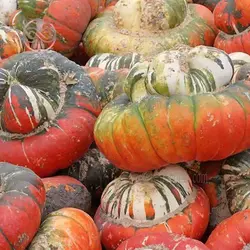 بذر کدو تنبل توربن ها