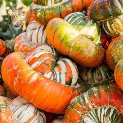 بذر کدو تنبل توربن ها