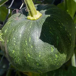 بذر کدو تنبل کاریبین