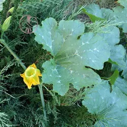 بذر کدو تنبل کاریبین