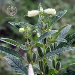 بذر کنجد