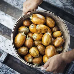 بذر بادمجان اودامالپت
