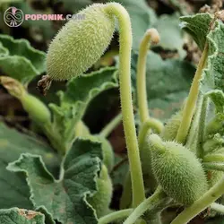 بذر خیار آب پران (خیار وحشی)