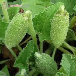 بذر خیار آب پران (خیار وحشی)