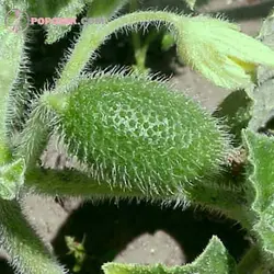 بذر خیار آب پران (خیار وحشی)