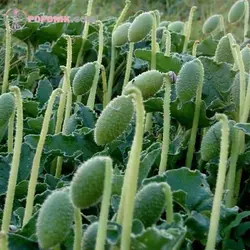 بذر خیار آب پران (خیار وحشی)