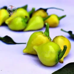بذر فلفل بیکیونهو زرد