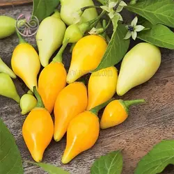 بذر فلفل بیکیونهو زرد