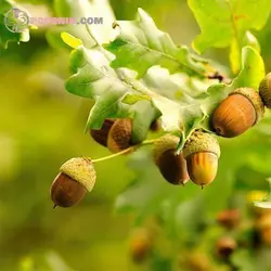 بذر درخت بلوط اکرونز