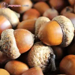 بذر درخت بلوط اکرونز