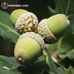 بذر درخت بلوط اکرونز