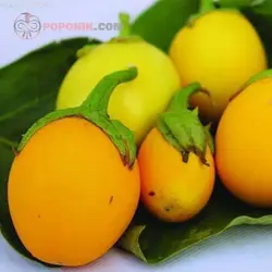 بذر بادمجان زرد تخم مرغی