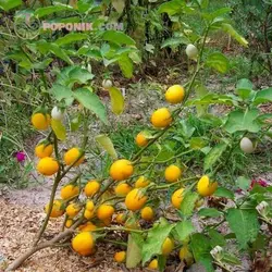 بذر بادمجان زرد تخم مرغی