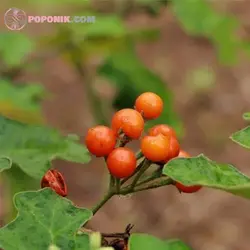 بذر بادمجان نخودی نارنجی