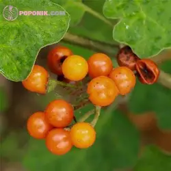 بذر بادمجان نخودی نارنجی