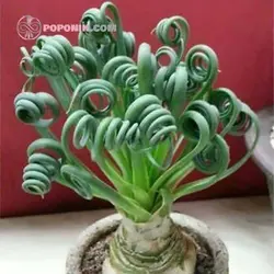 بذر کاکتوس آلبوکا حامله