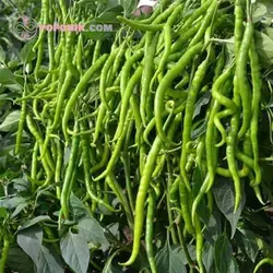 بذر فلفل شیرین آرزومان