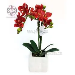 خاک ارکیده ارگانیک گیلدا 4 لیتری