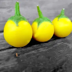 بذر بادمجان زرد تایلندی