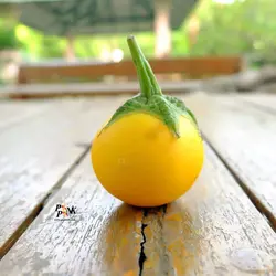 بذر بادمجان زرد تایلندی