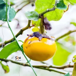بذر بادمجان زرد تایلندی