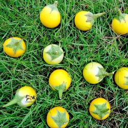 بذر بادمجان زرد تایلندی