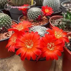 بذر کاکتوس سولکوربوتیا دنسی پکتیناتا