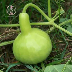 بذر کدو بمبی