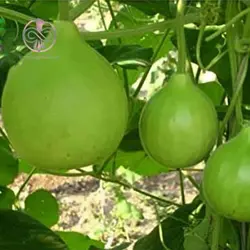 بذر کدو بمبی