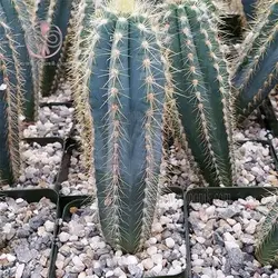 بذر کاکتوس پیلوسرئوس پاچی کلاندوس